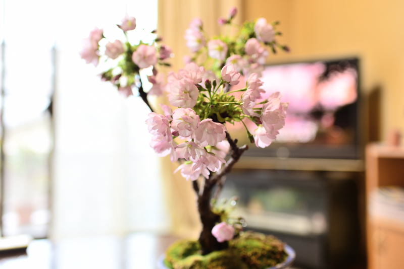 旭山桜