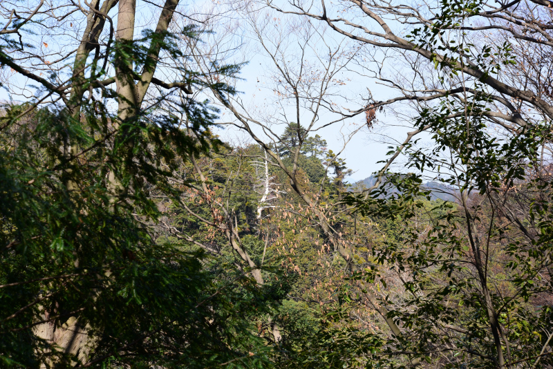 高尾山の女王