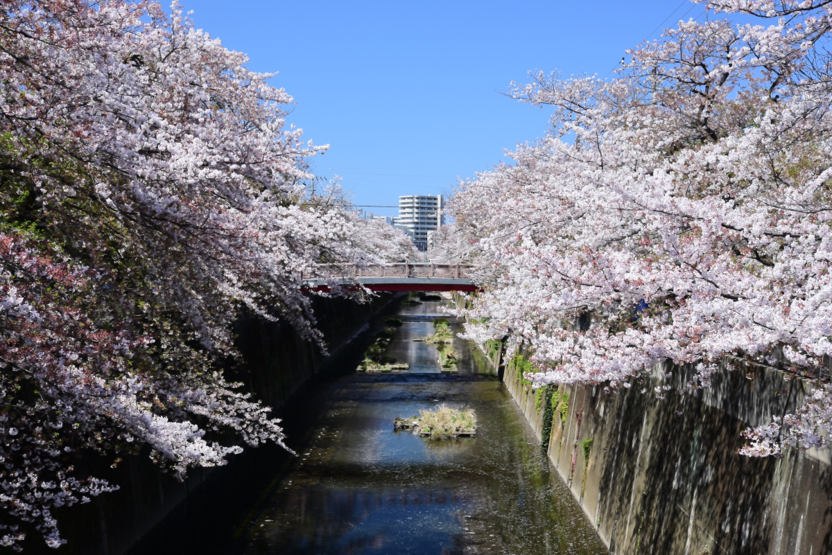 中根橋の桜