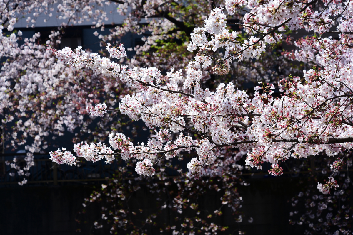 中根橋の桜