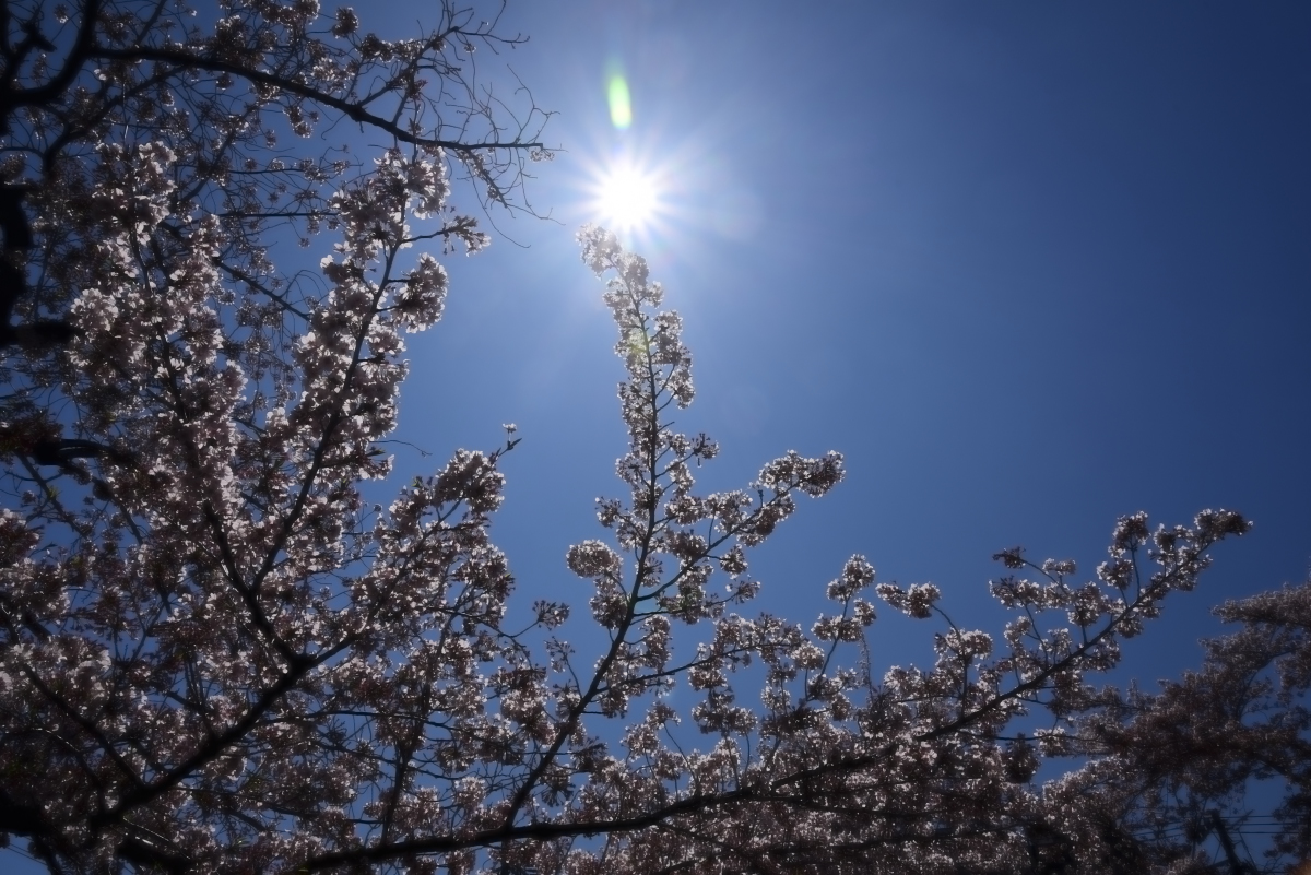 中根橋の桜