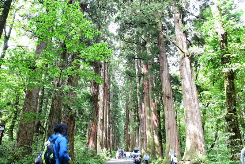 戸隠神社奥社参道杉並木