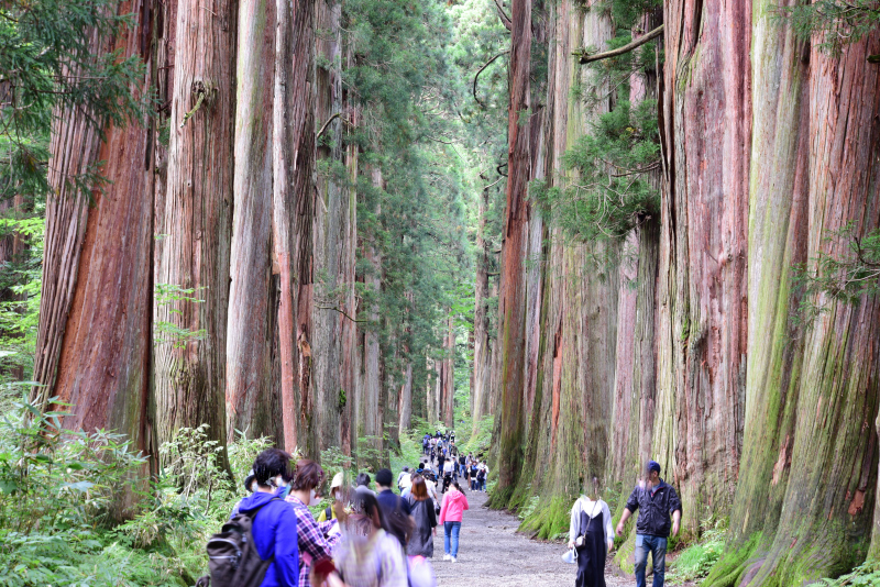 戸隠神社奥社参道杉並木