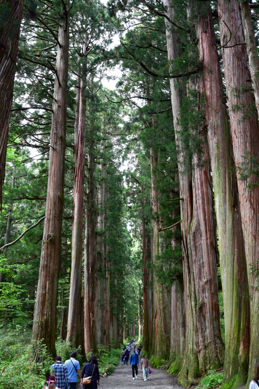 戸隠神社奥社参道杉並木