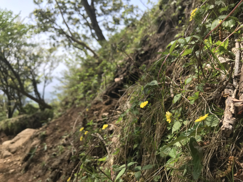 丹沢・大山