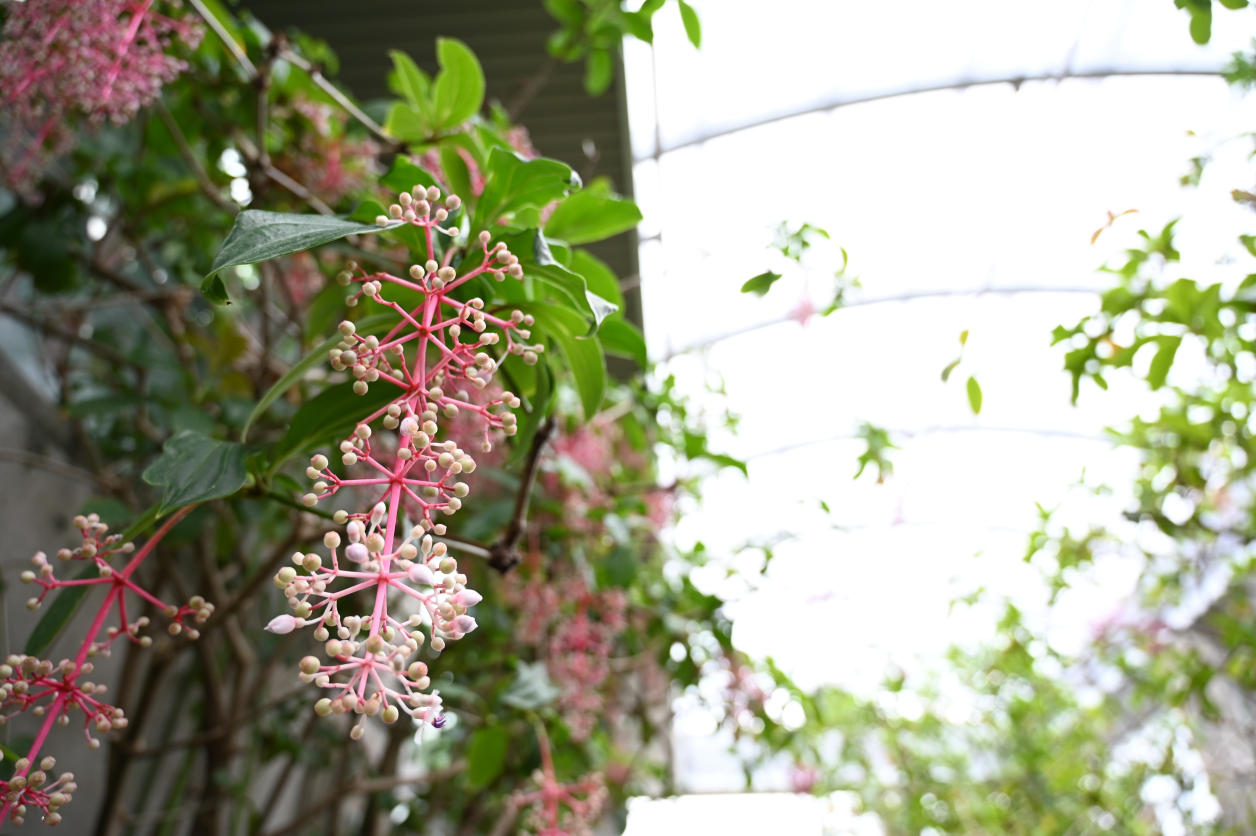 熱帯植物園