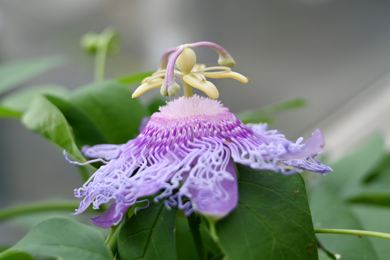 熱帯植物園