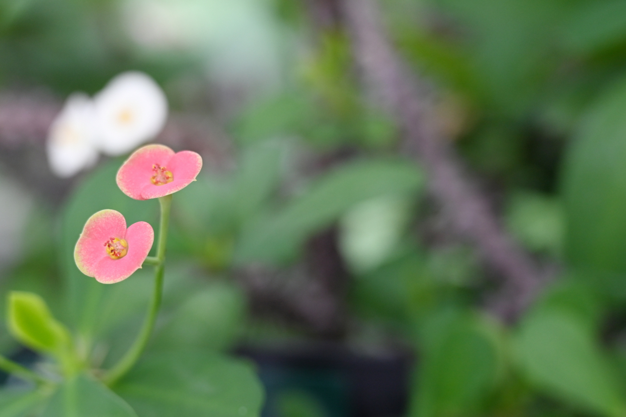 熱帯植物園