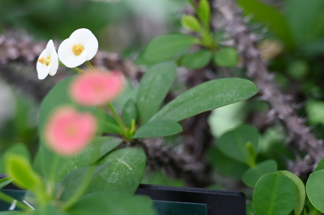 熱帯植物園