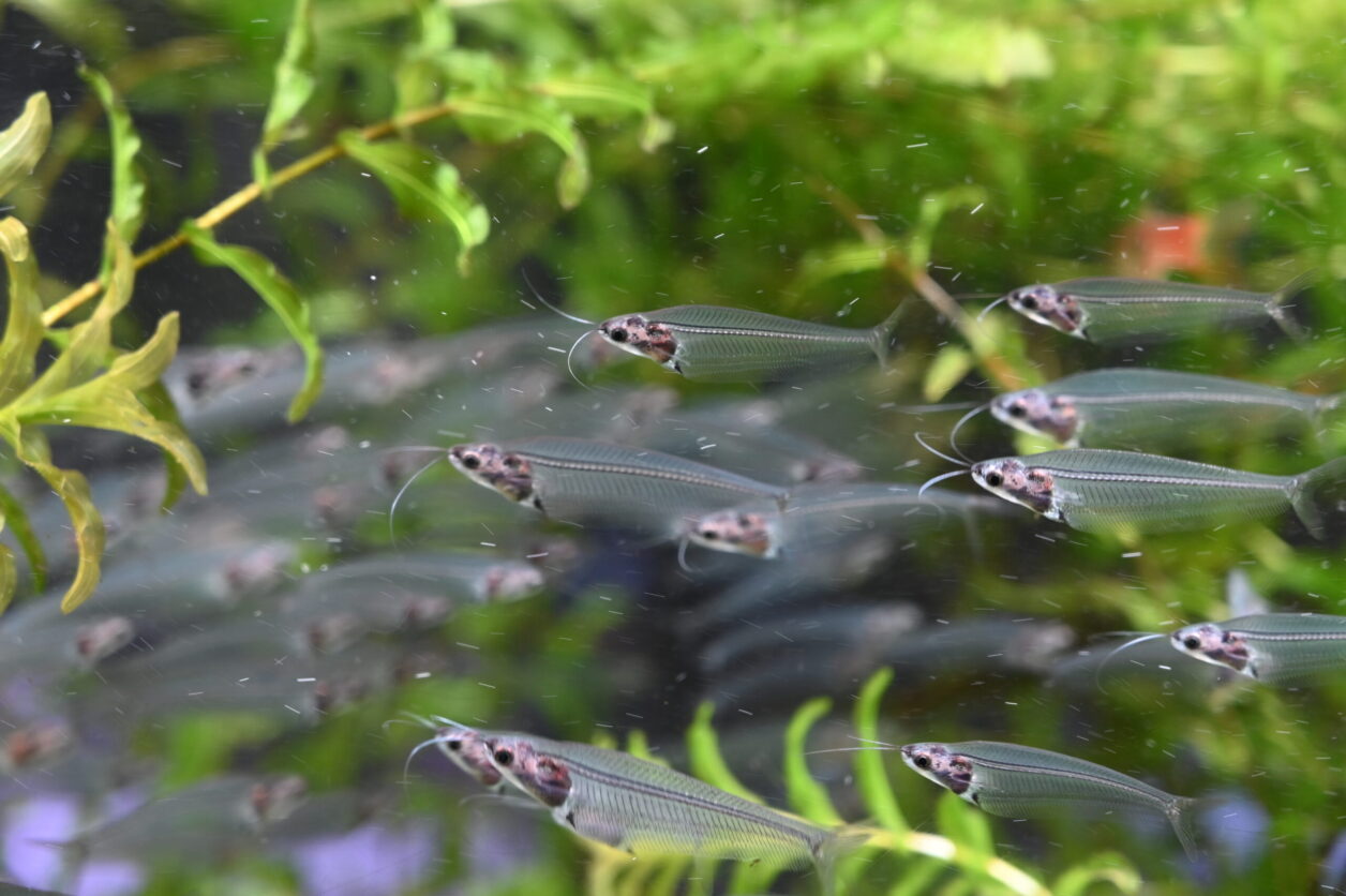 熱帯植物園