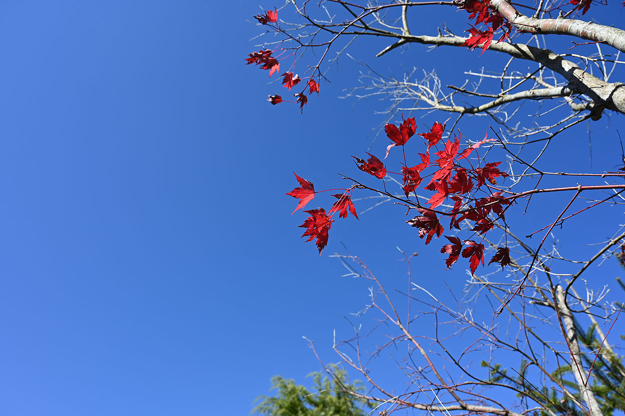 紅葉