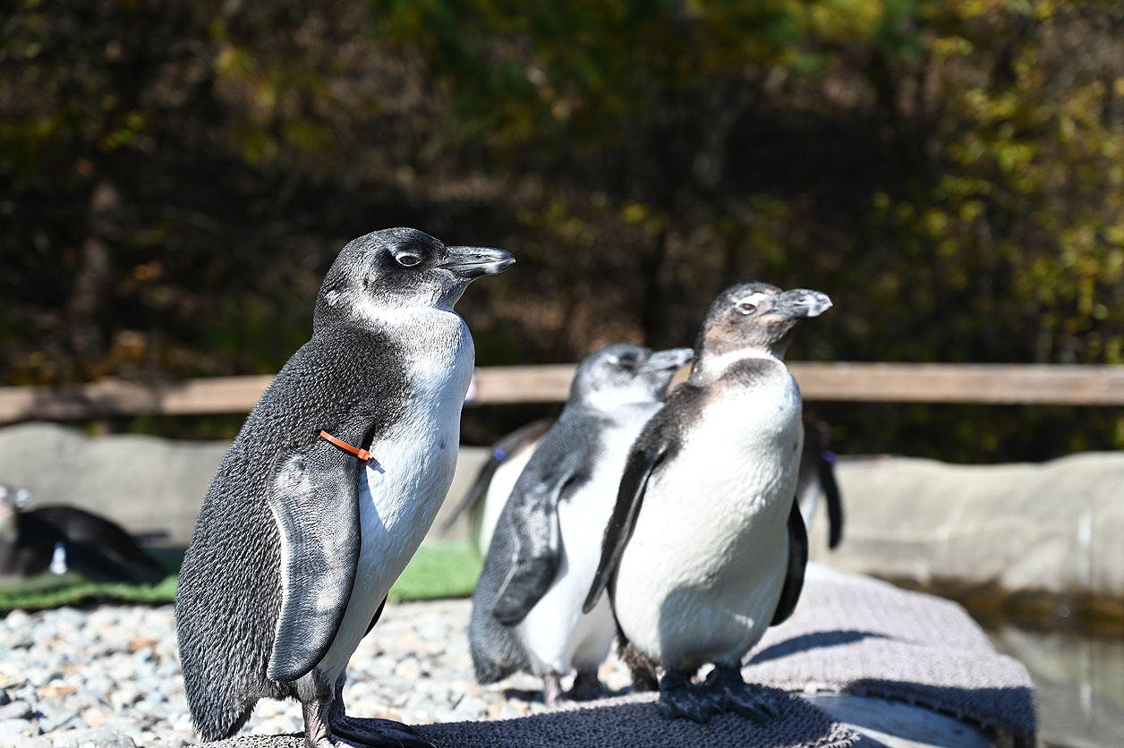 ペンギン