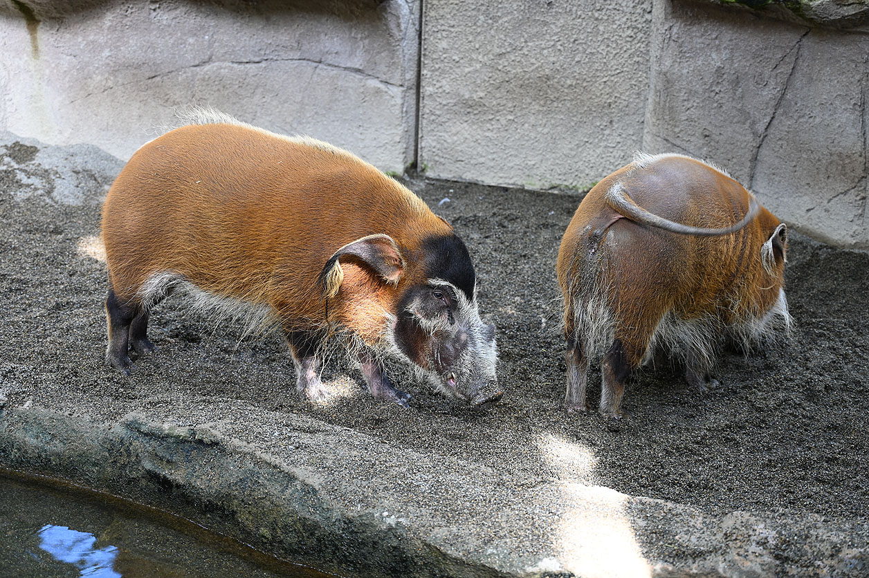 アカカワイノシシ