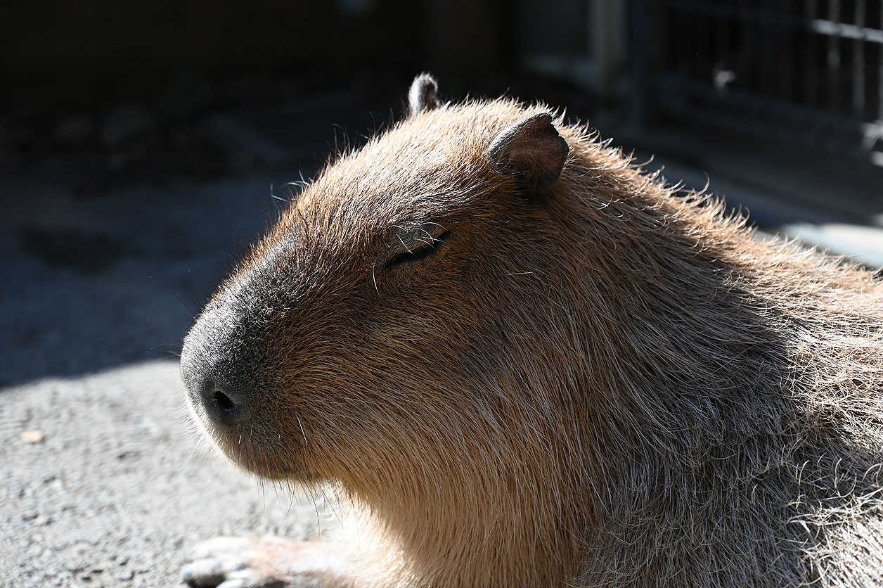 カピバラ