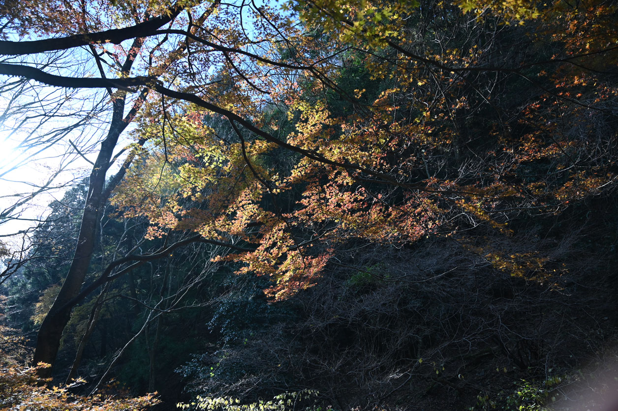 丹沢大山