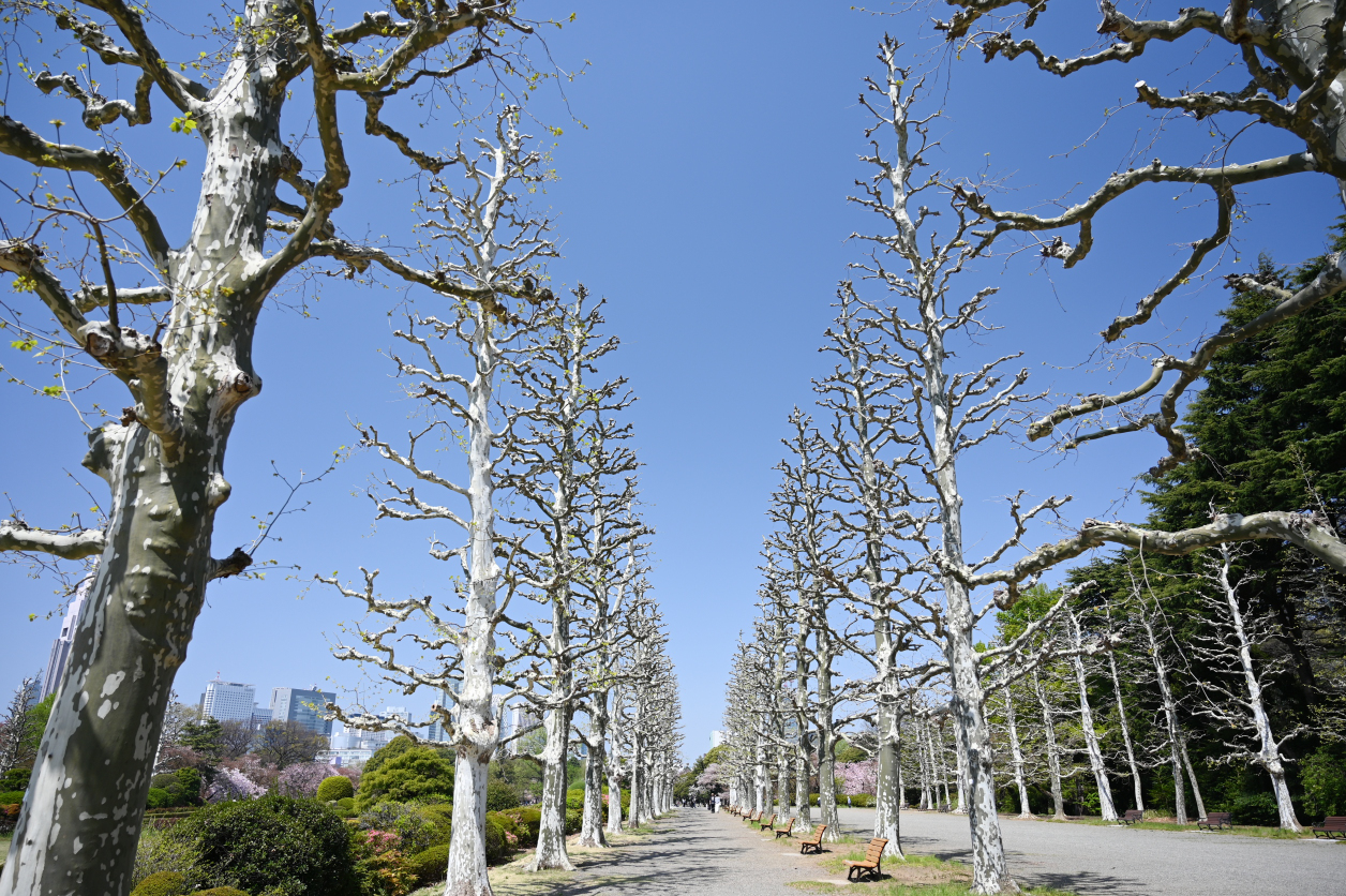 新宿御苑の画像