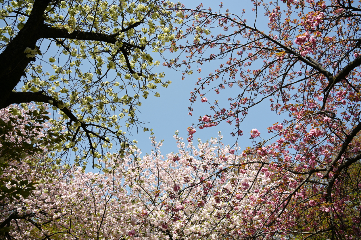 新宿御苑の桜