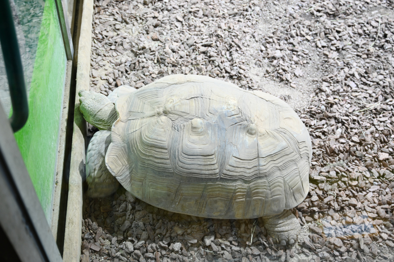 蹴爪陸亀