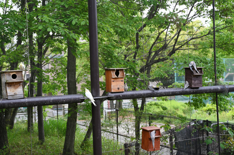 オカメインコ