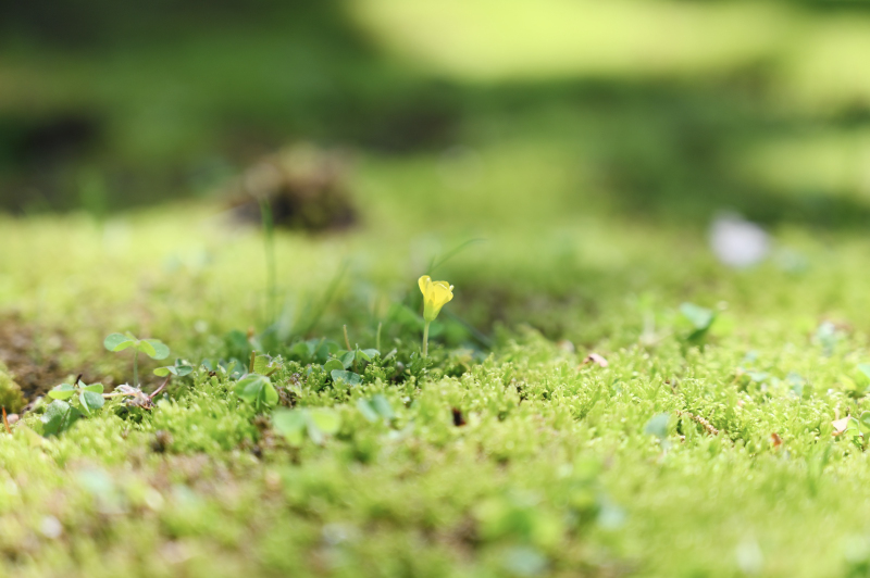 旧安田庭園