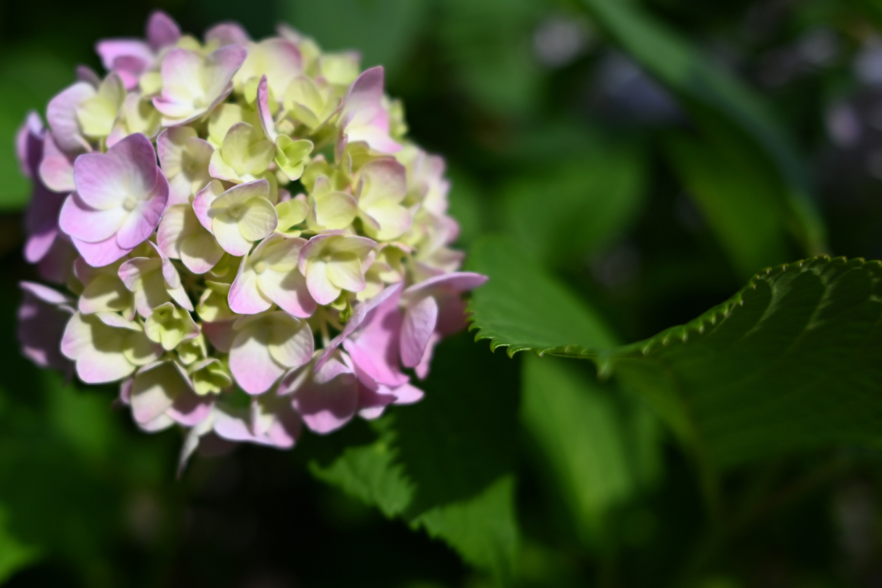 紫陽花