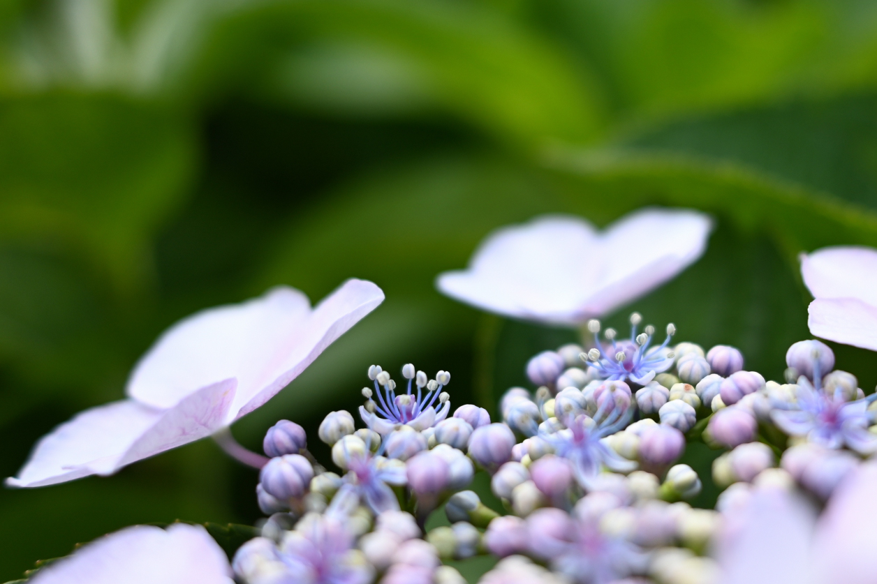 紫陽花