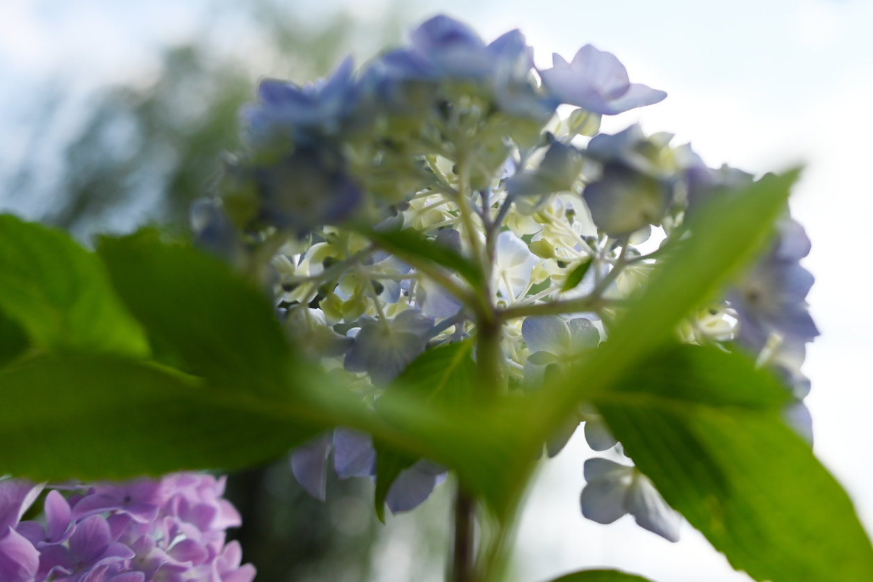 紫陽花