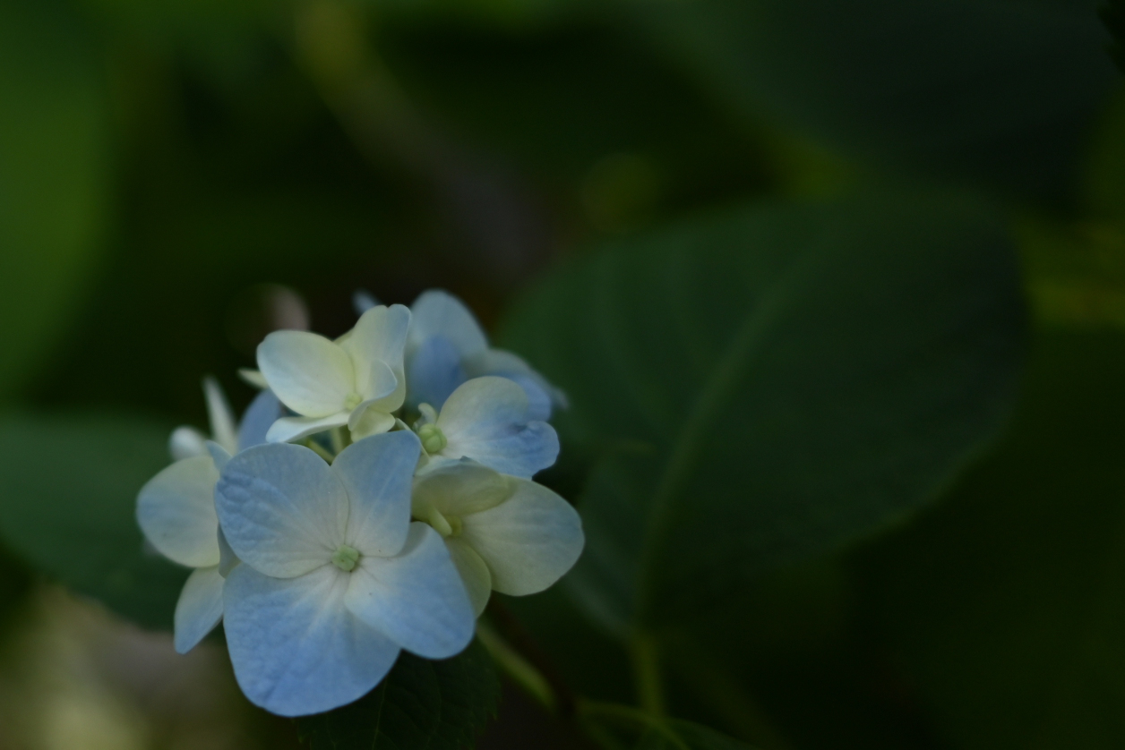 紫陽花