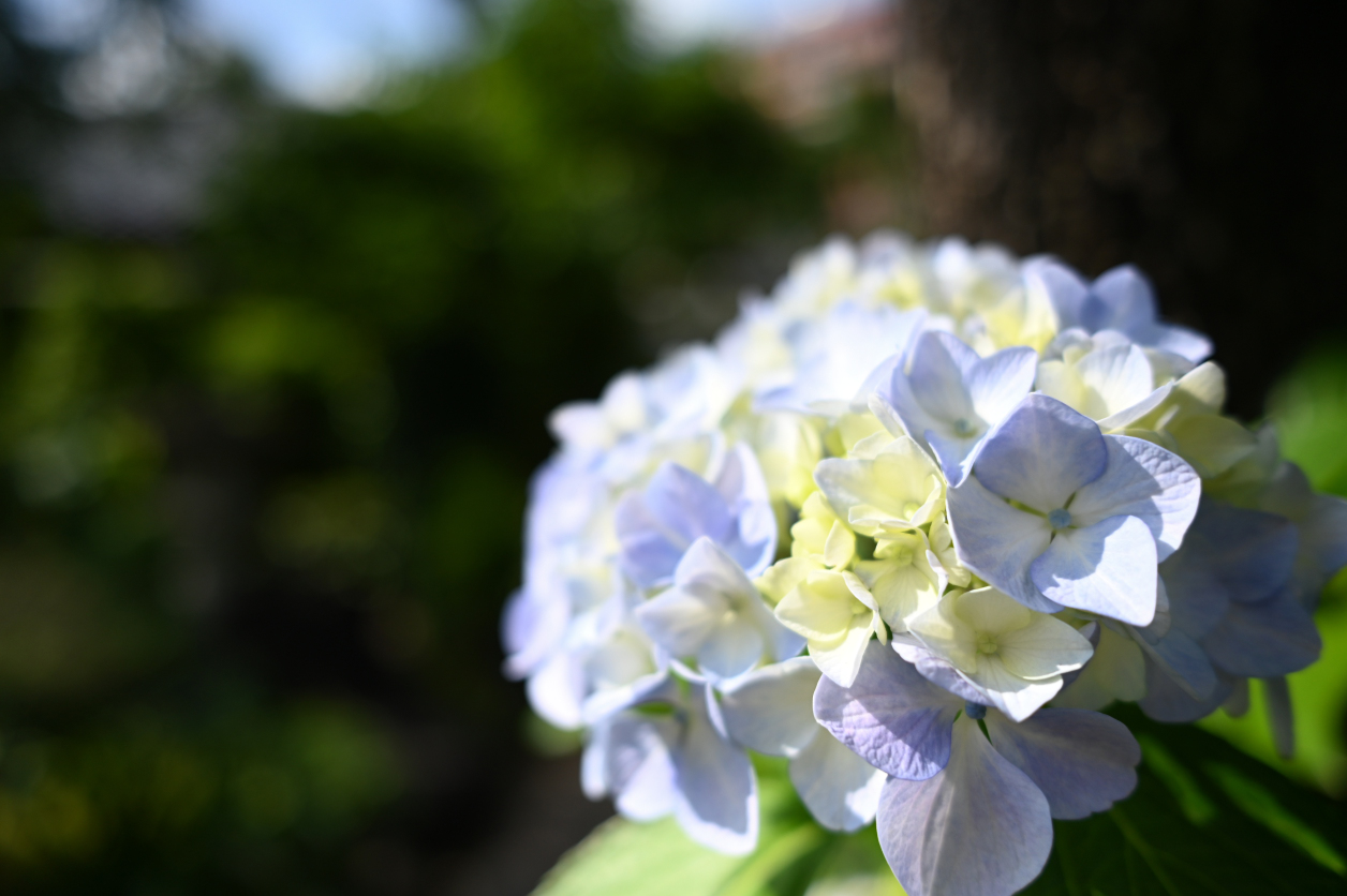 紫陽花