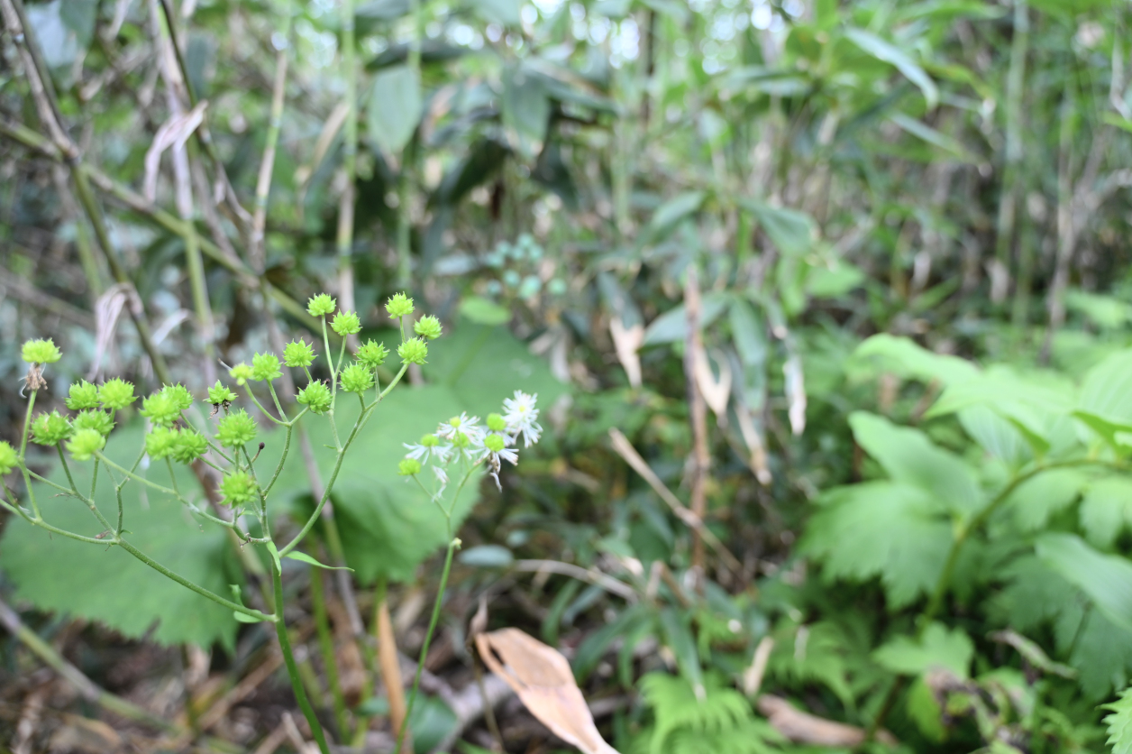 栂池自然園