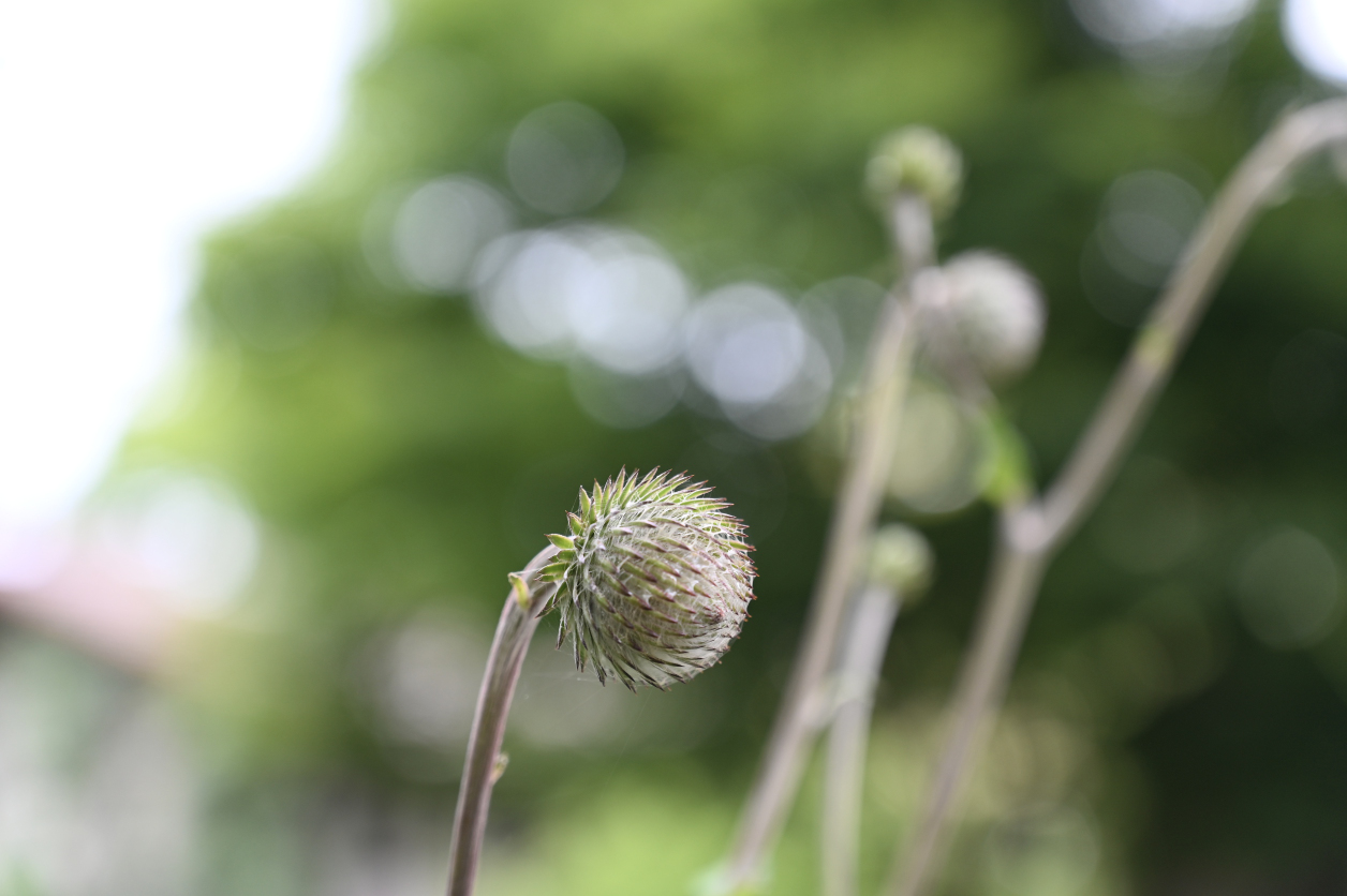 萌木の村