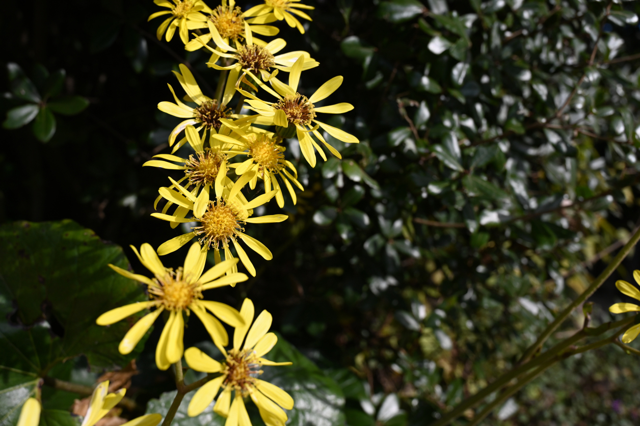 高尾山の花