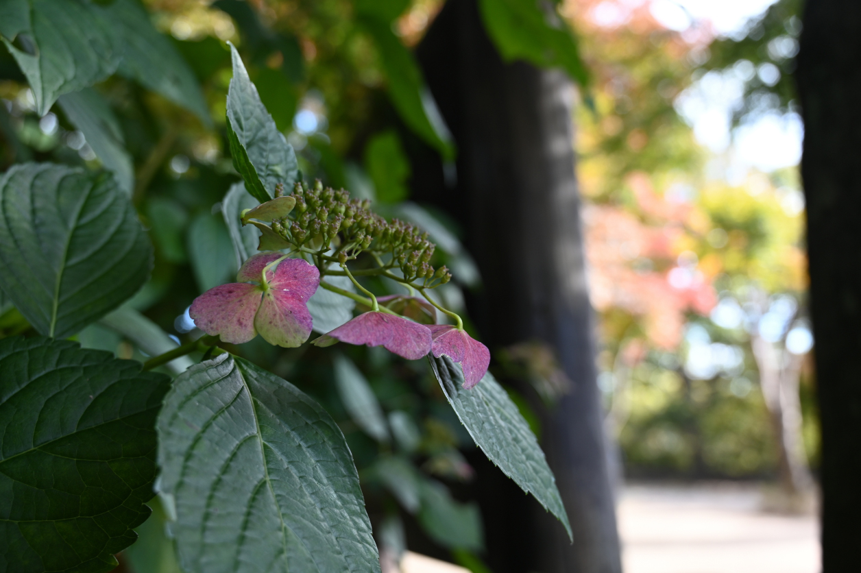 高尾山の紫陽花