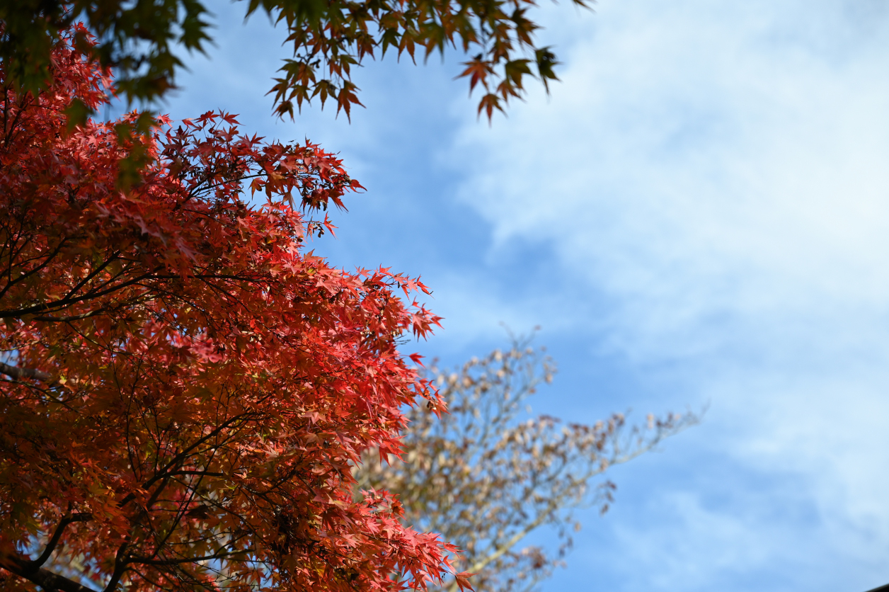 高尾山の紅葉