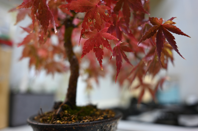 紅葉したやまもみじの写真