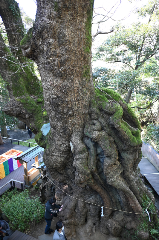 來宮神社の大楠