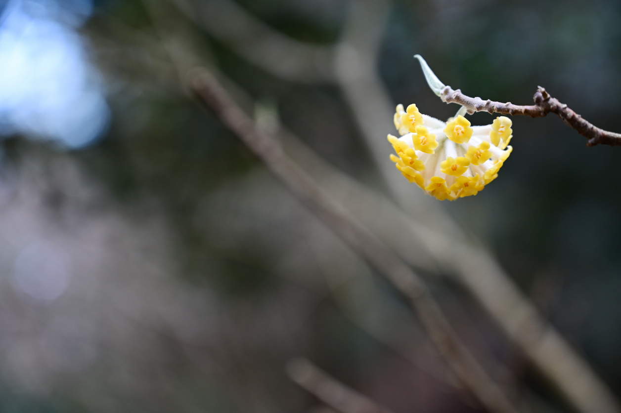 ミツマタの花