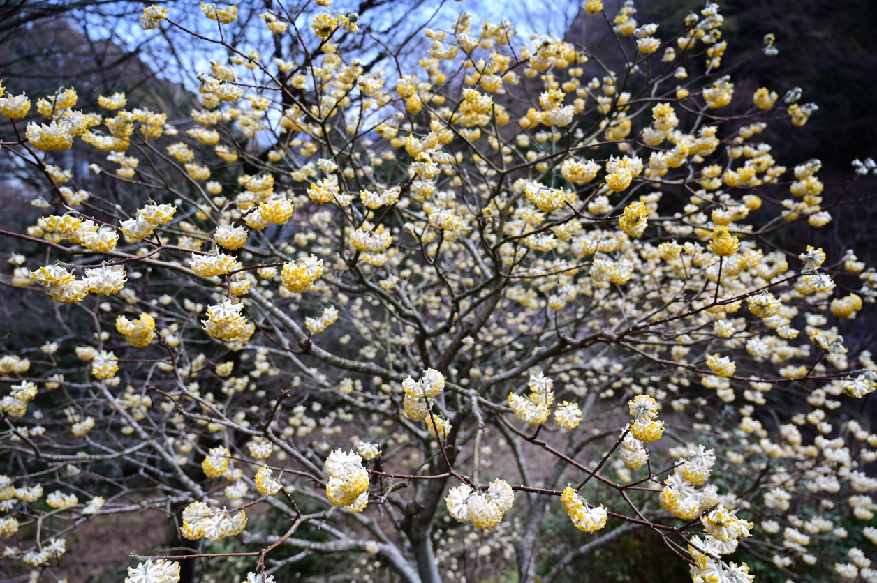 ミツマタの花