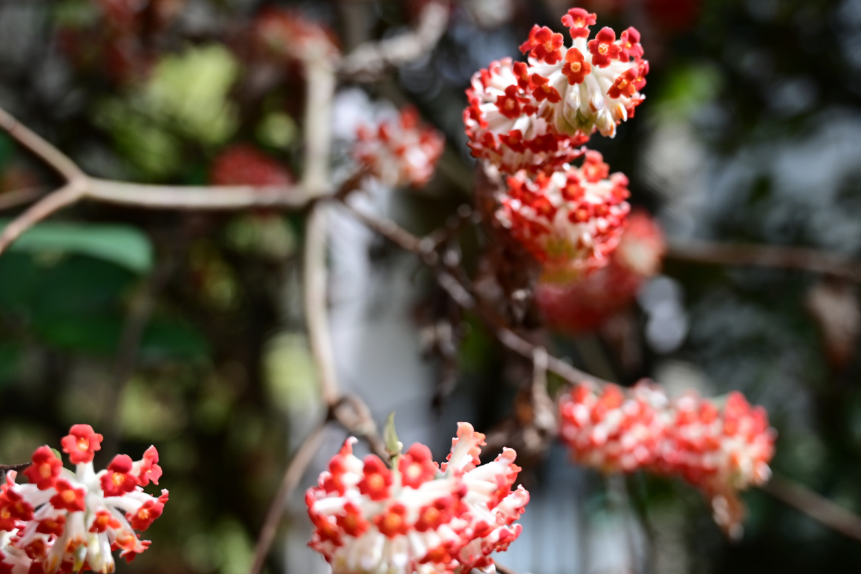 アカハナミツマタの花