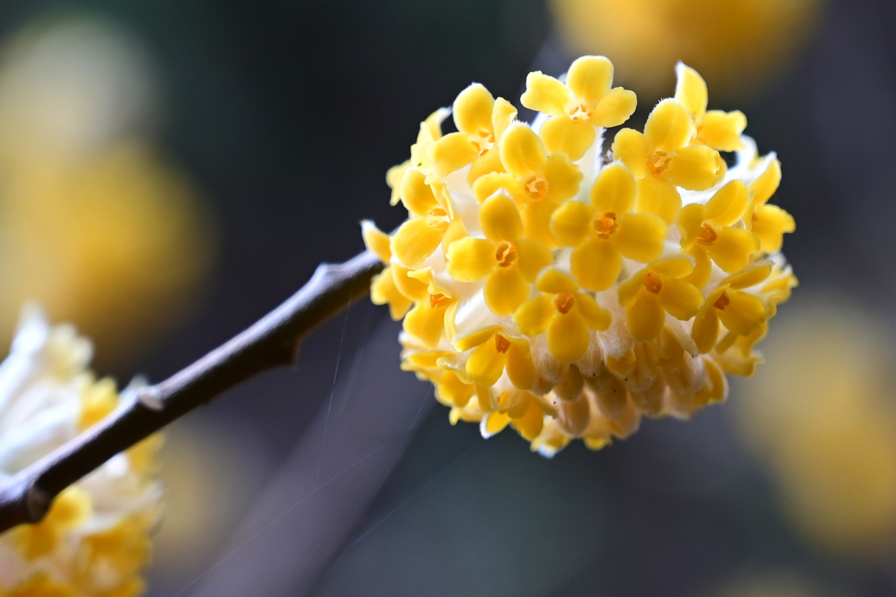 ミツマタの花