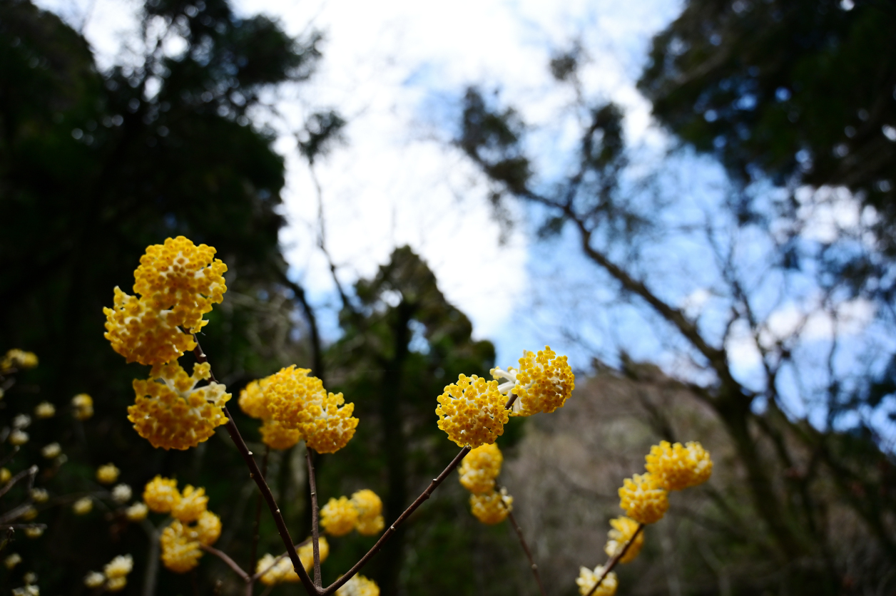 ミツマタの花