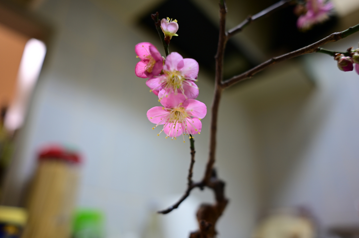 梅の花