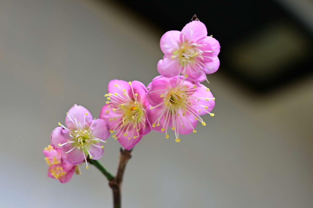 梅の花