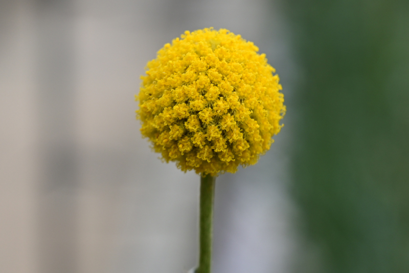 とちぎ花センター