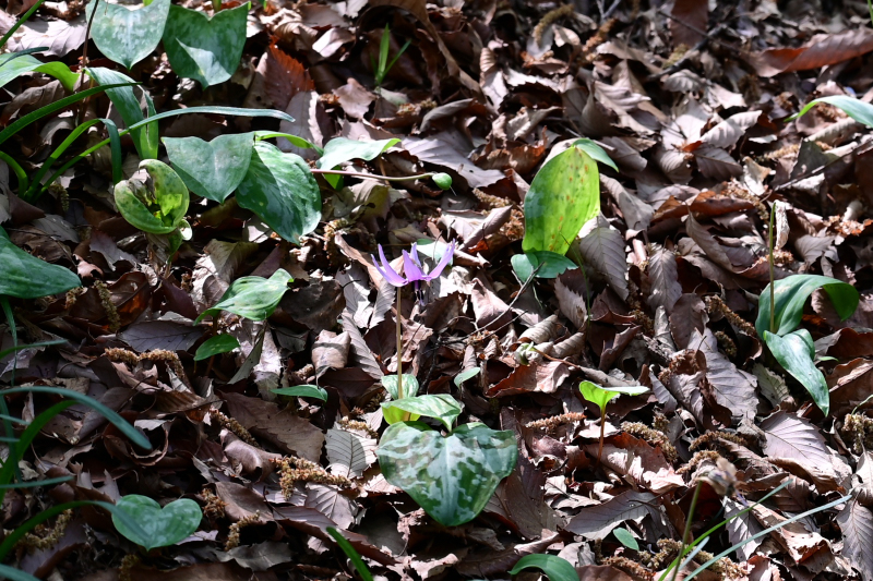 カタクリの花