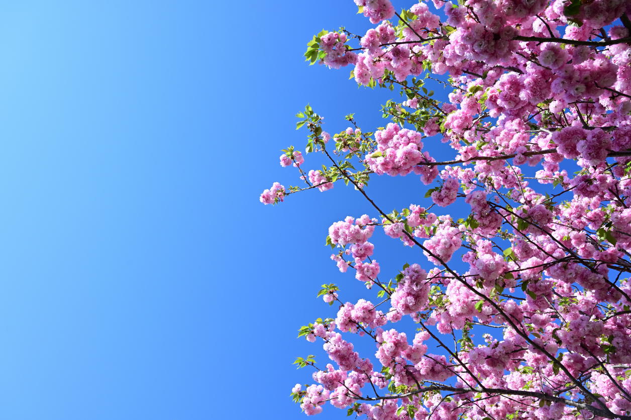 舎人公園の八重桜