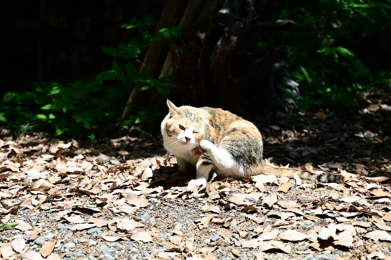 弁天橋猫の会