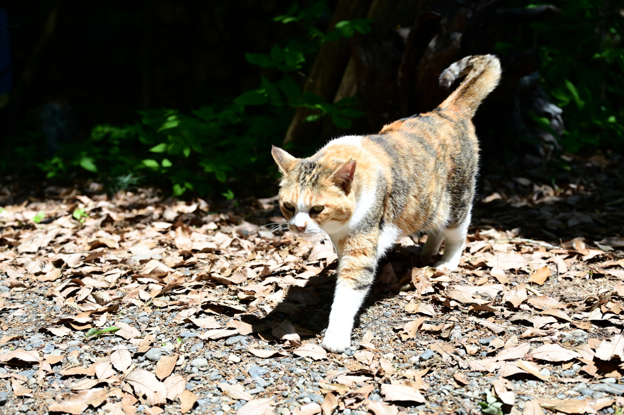 弁天橋猫の会