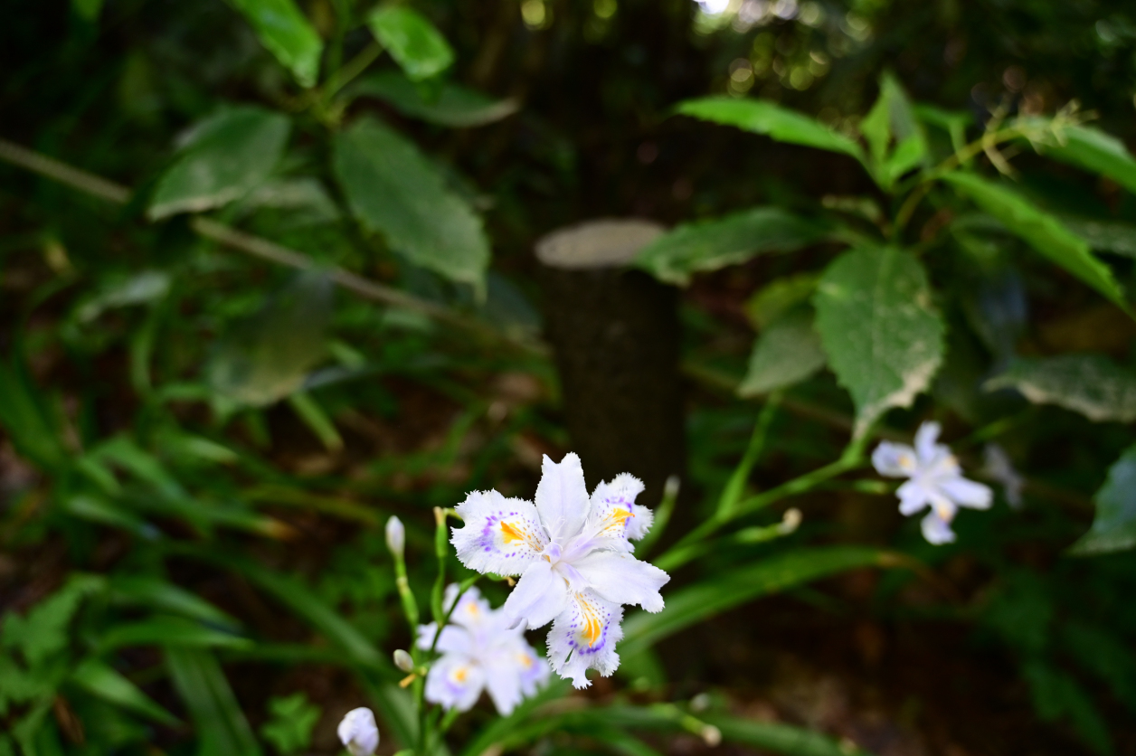 シャガの花