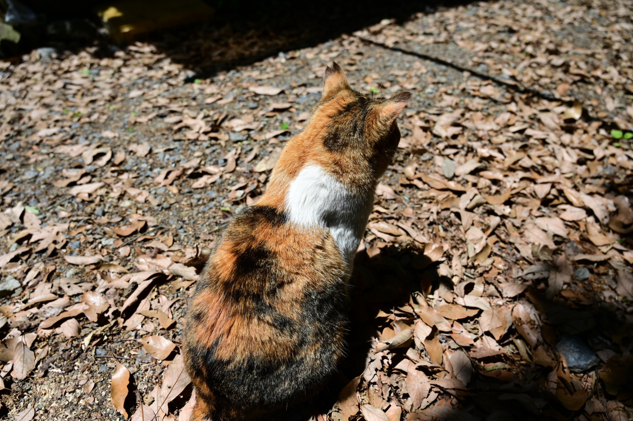 弁天橋猫の会